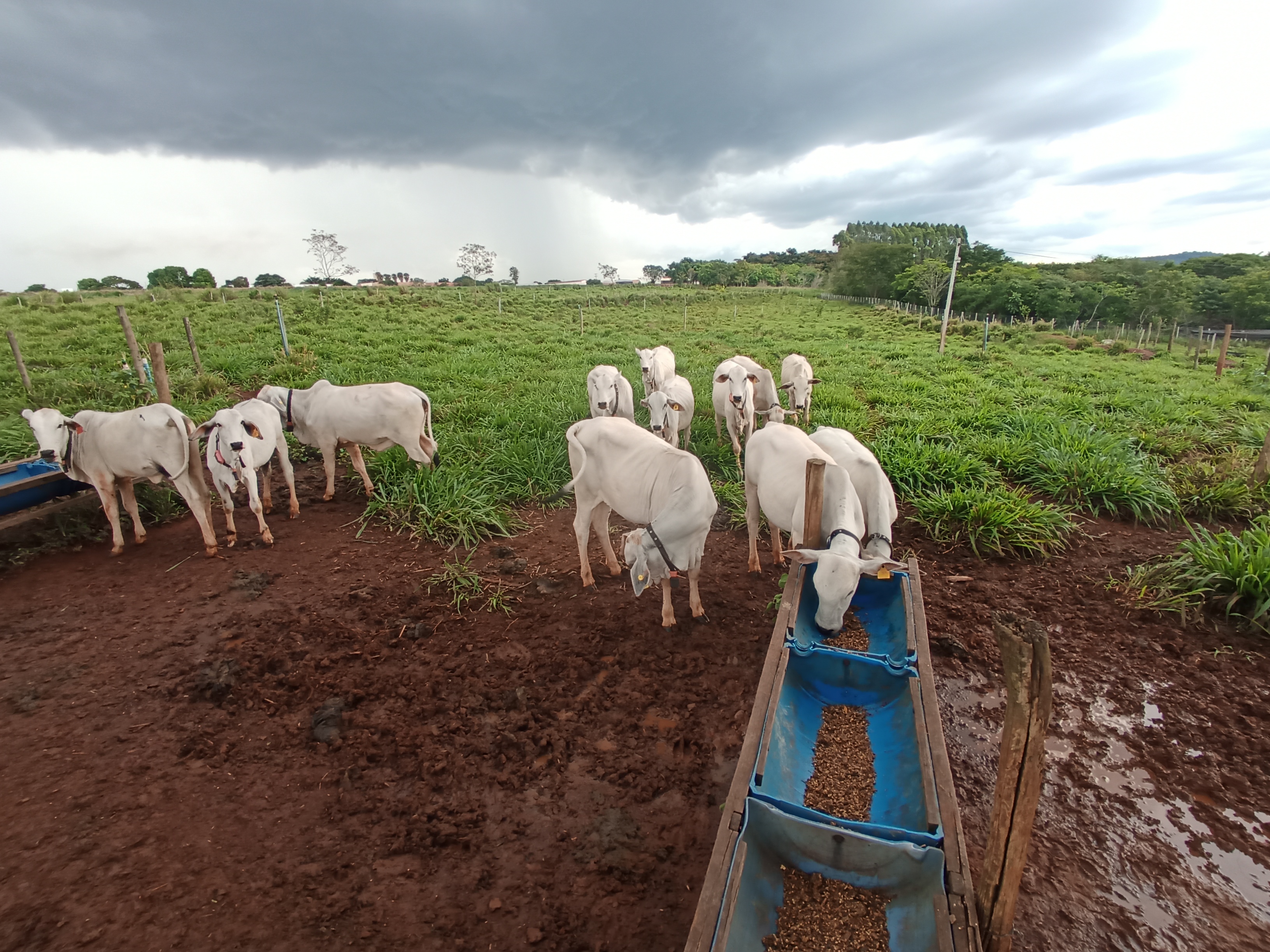 Desenvolvimento de suplementos nutricionais com frutos de espécies nativas para vacas em lactação.